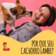 Sabe por que seu cachorro lambe?